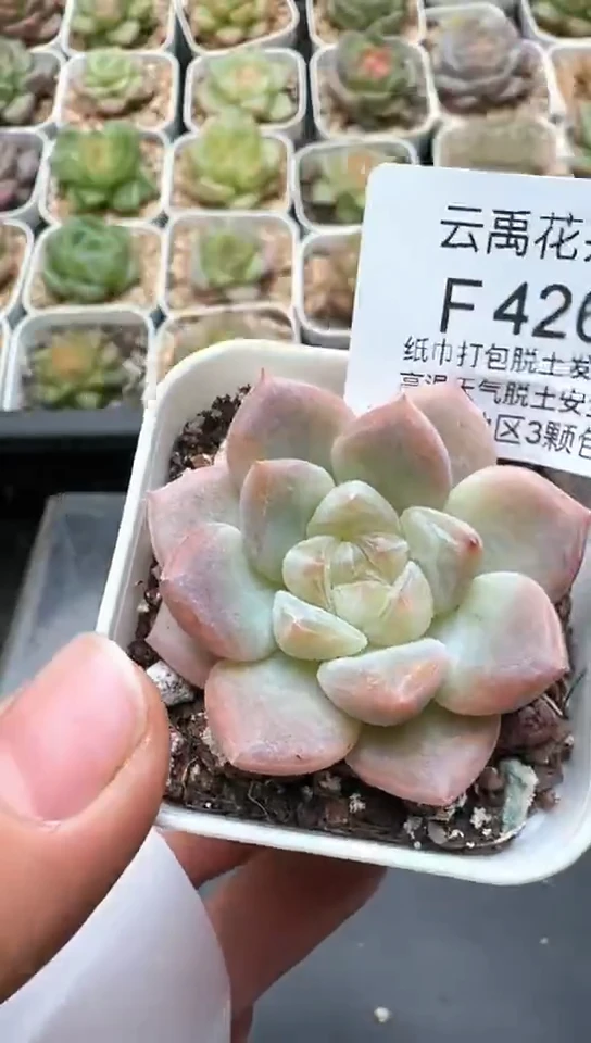 426F云禹多肉植物 默认脱土纸巾打包 3颗包邮