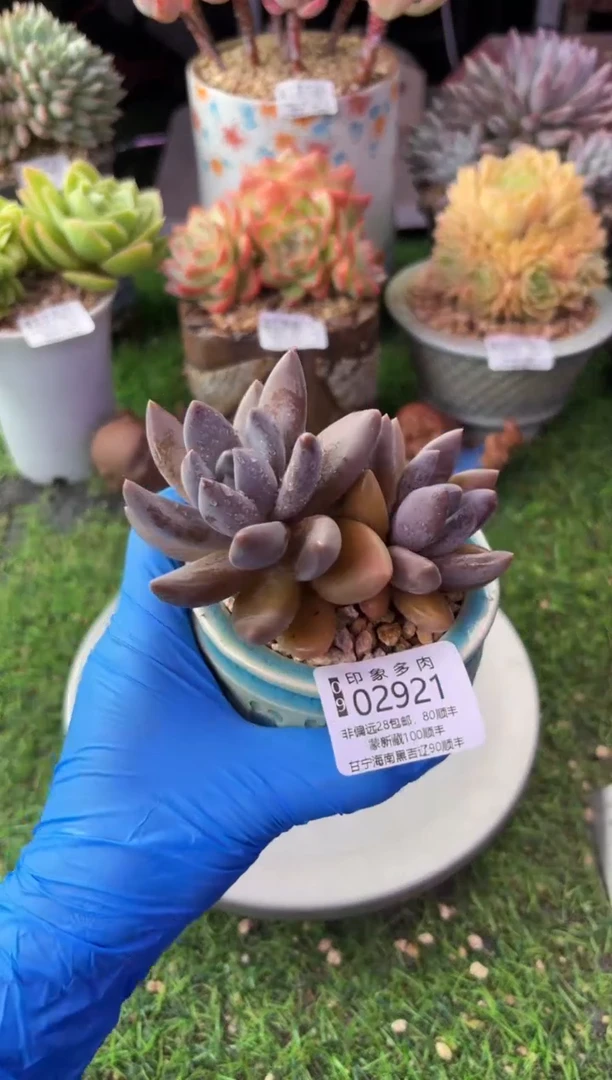 昆明印象多肉02921