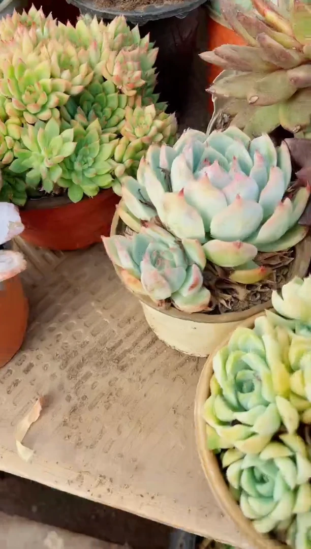 爱*国多肉植物一物一拍18105