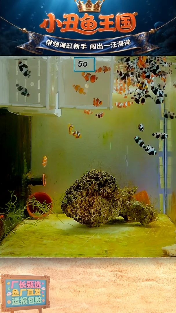 海水鱼一条黑达芬奇 一条公子 3.5-4