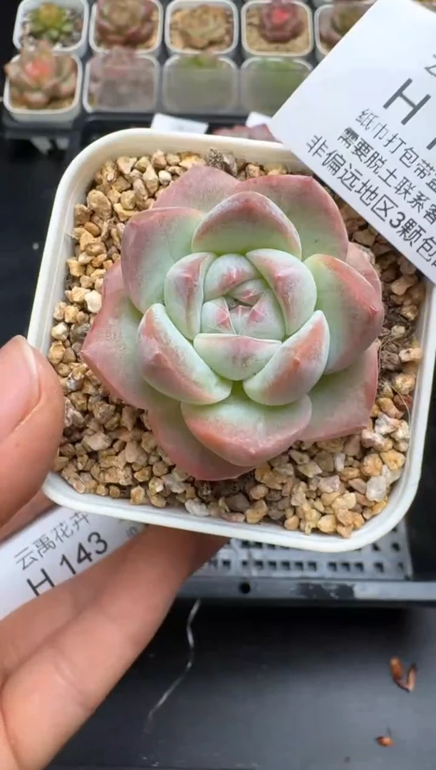 142H云禹多肉植物 带盆土纸巾打包 当天拍3颗包邮