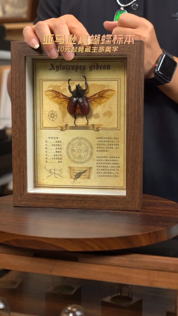 机兜标本摆件