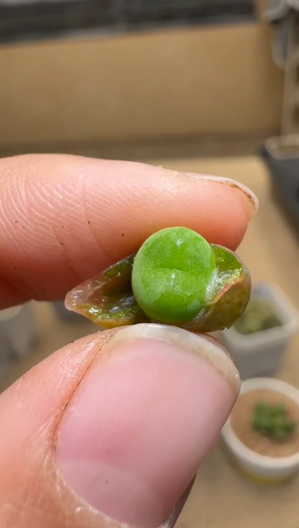 【闪购商品】1/21-379