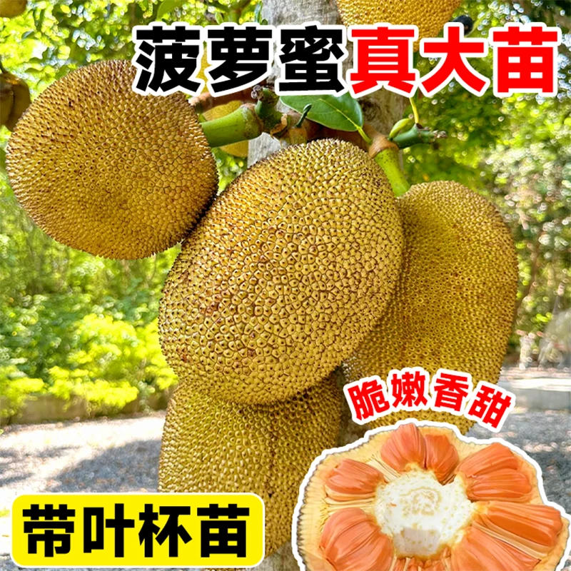 【现挖-带土球-带叶】菠萝蜜树苗红肉嫁接果树南方庭院阳台盆栽地栽