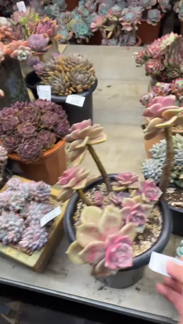 【闪购商品】110鹅肝