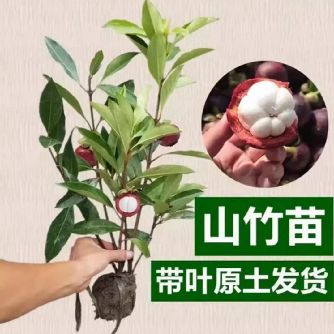 盆栽山竹树苗无籽山竹果树苗阳台庭院南北种植带土球带叶子