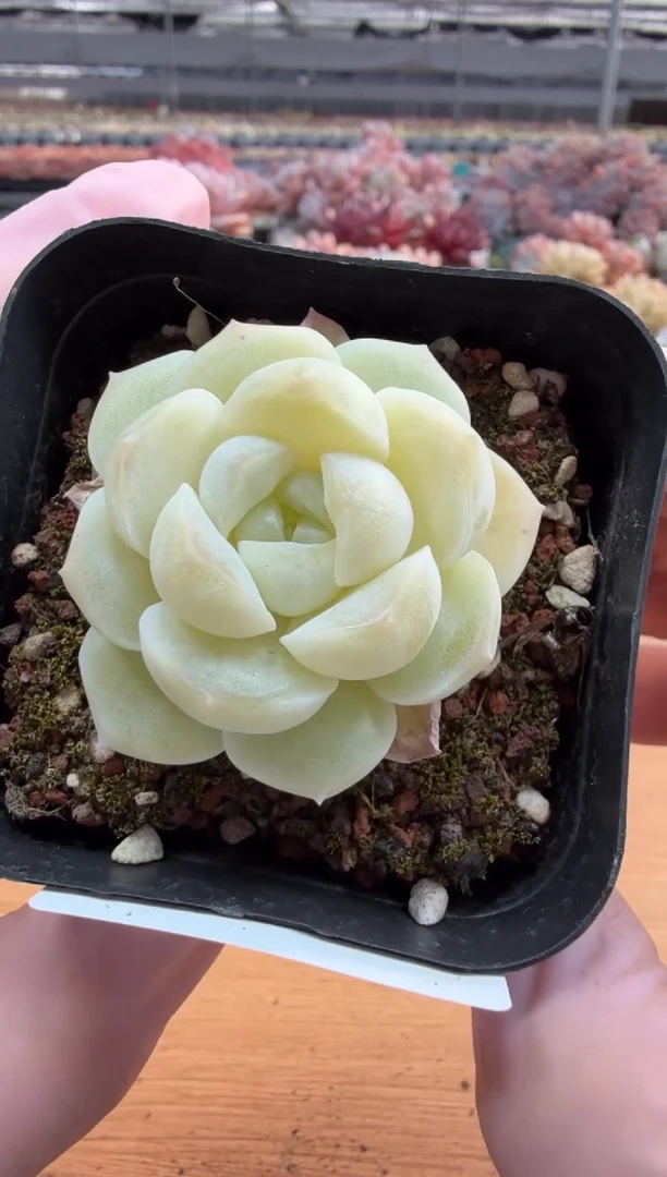 东云多肉园三店-06