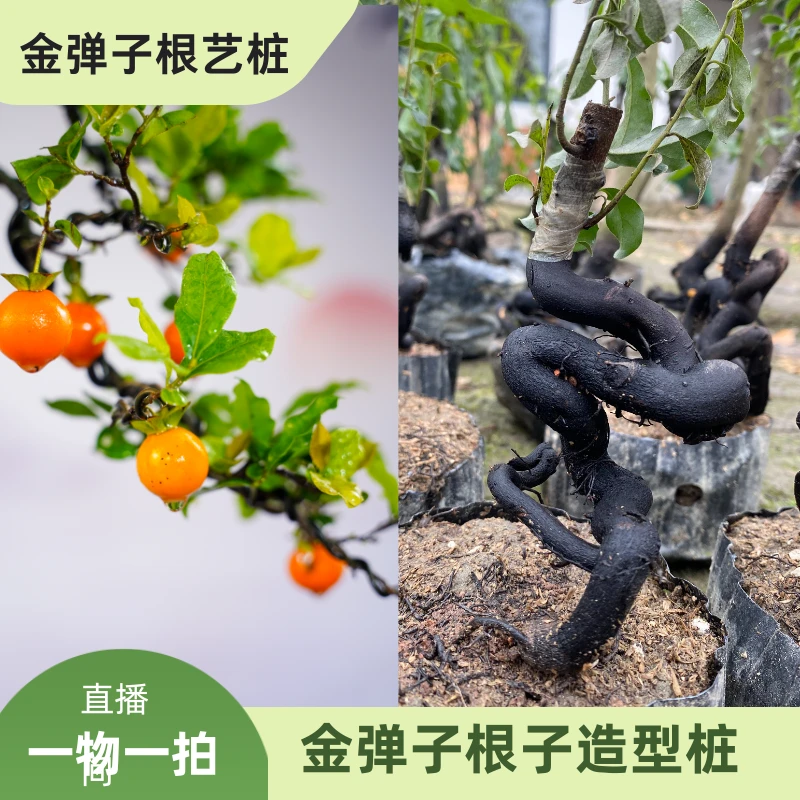 [直播间一物一拍]金弹子根艺桩金弹子树临风盆景勇哥金弹子盆景