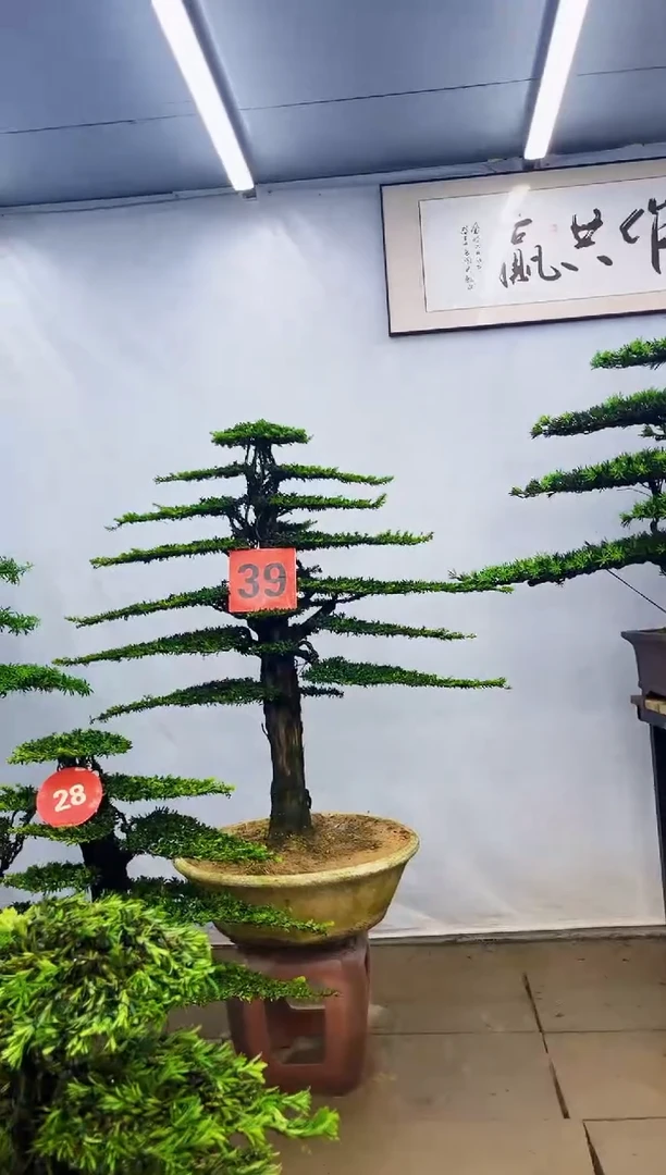 无花朵x一物一拍，所见即所得