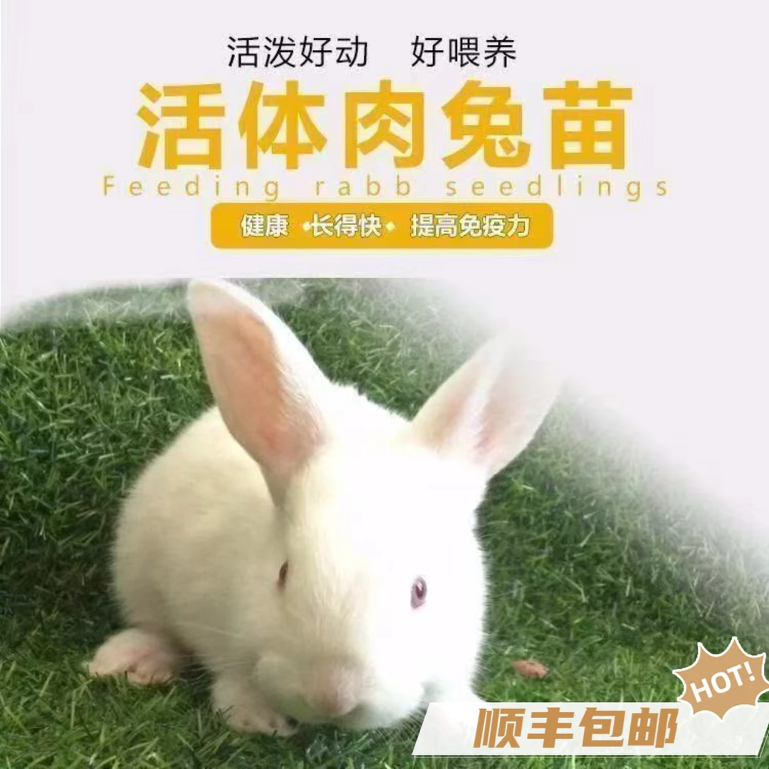 （顺风包邮）活体可爱幼兔肉兔兔苗，均重1.5-2.5斤左右，到手好养