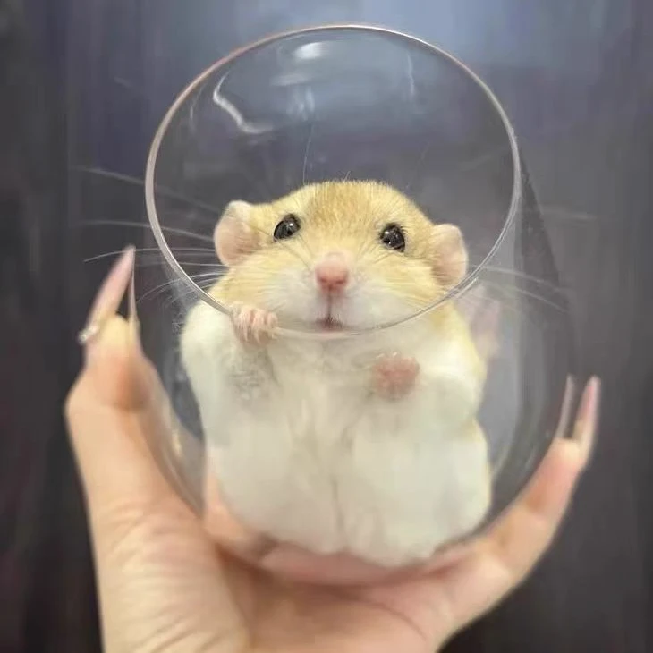 仓鼠肥尾沙鼠家用迷你通心粉鼠宠物宠物小型宠物可爱安静不臭家养