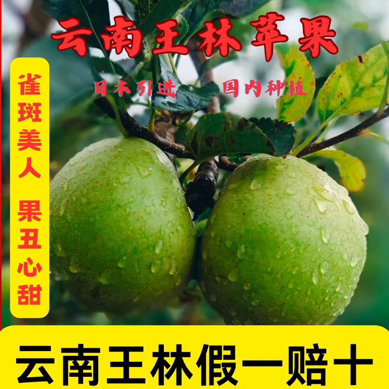 云南王林苹果雀斑美人现摘现发脆甜多汁