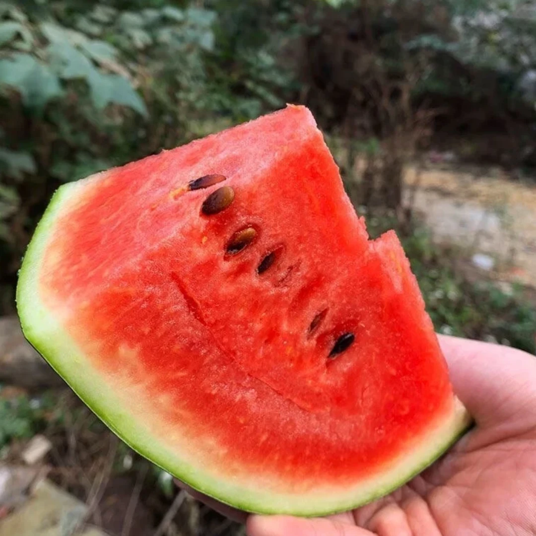 【黑美人西瓜】广西新鲜当季水果鲜红肉厚脆清甜多汁应季水果坏果赔