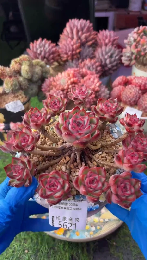 昆明印象多肉5621