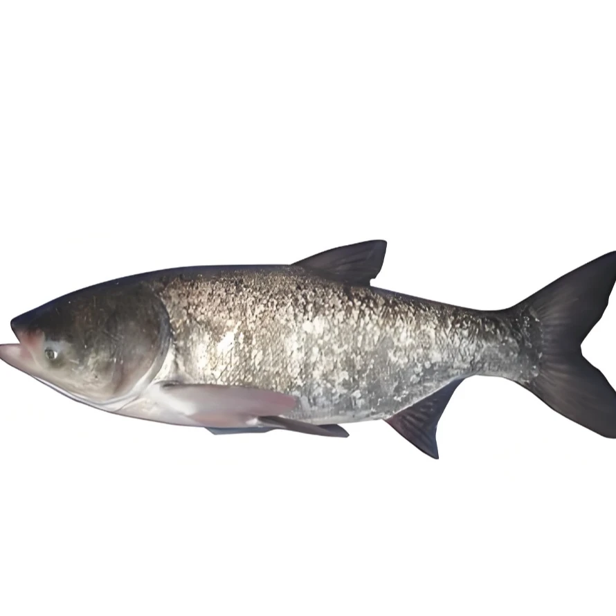 冰鲜现捞花鲢鱼大头鱼过滤水质改善水质环境