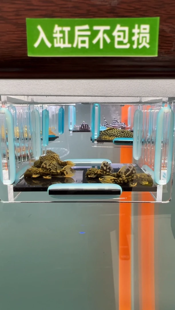 清道夫126号024短入缸不包损录制完整开箱视频3厘米