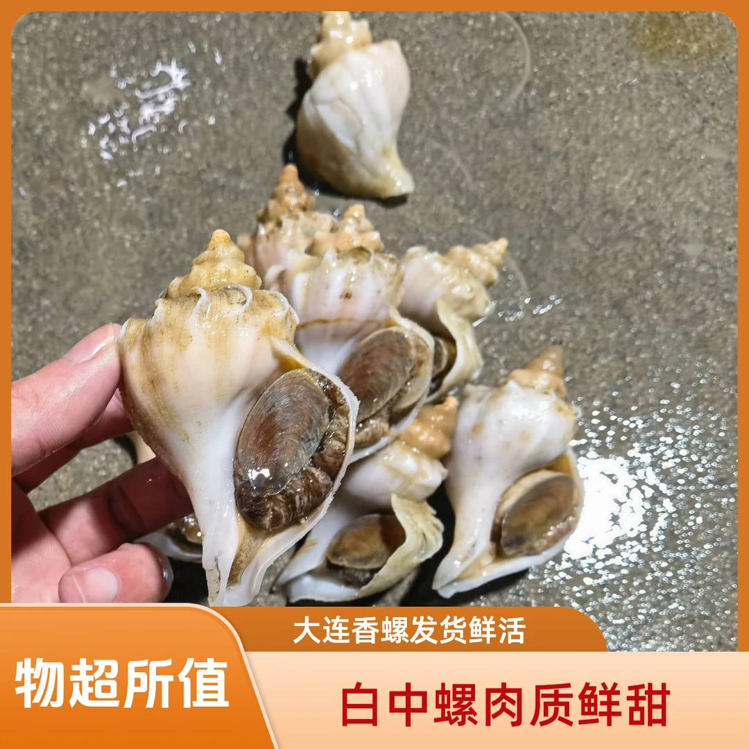 2斤起发白中（7-9头/斤）大连深水螺海螺鲜活发货品质海产产地直发
