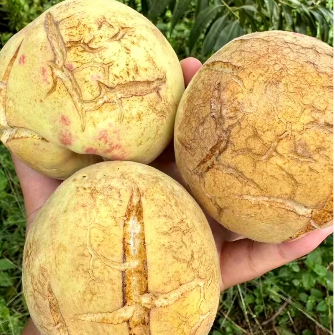 山东爆甜奶油白桃脏脏桃白玉丑桃映雪白桃微瑕糖炸爆炸桃产地直供现摘现发山东省