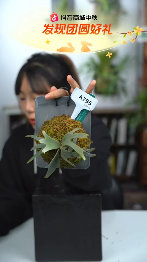 不开花植物A795-珍妮鹿角蕨tc