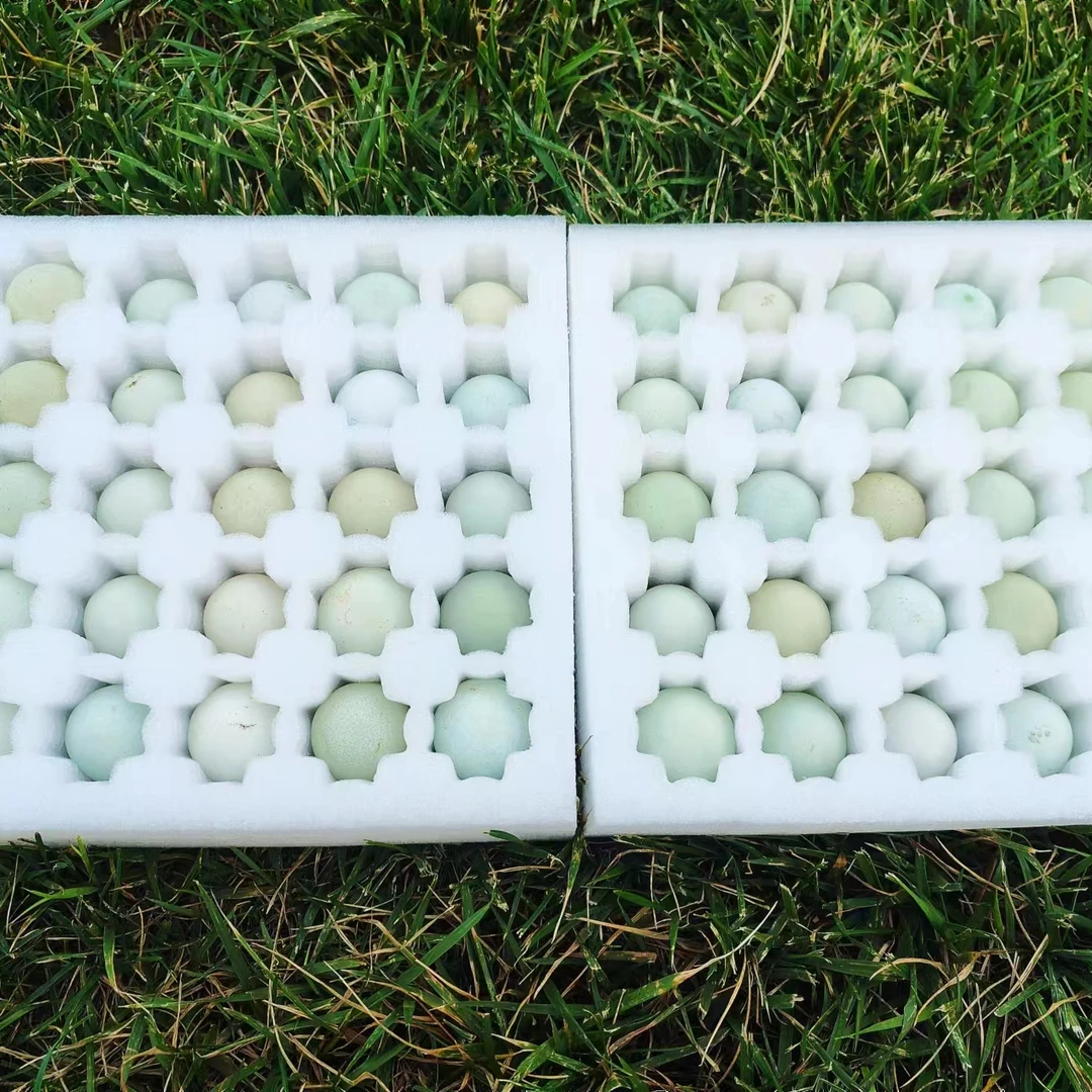 【乌鸡初生蛋特惠】月子蛋宝宝辅食初生蛋乌鸡蛋散养土鸡蛋顺丰包邮