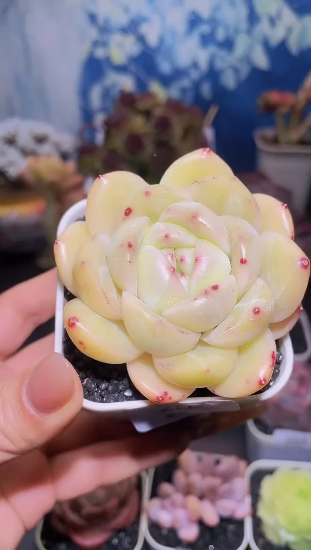 【闪购商品】204波妞