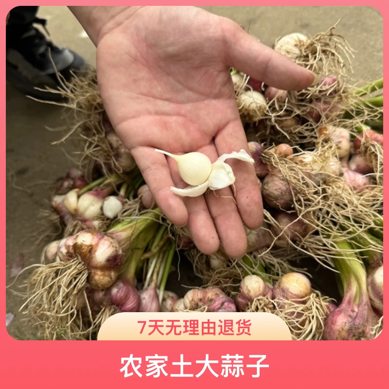 【优沃农业】农家土大蒜子