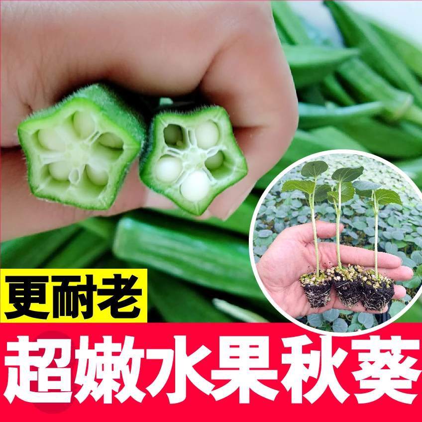TZ水果秋葵秧苗盆栽四季种植红黄绿秋葵蔬菜苗阳台菜园
