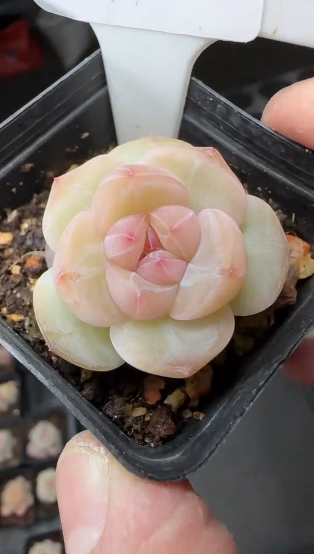 【闪购商品】一物一拍0120—113