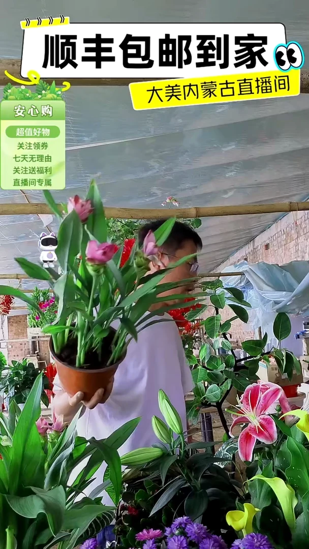 完全开放带花姜荷花