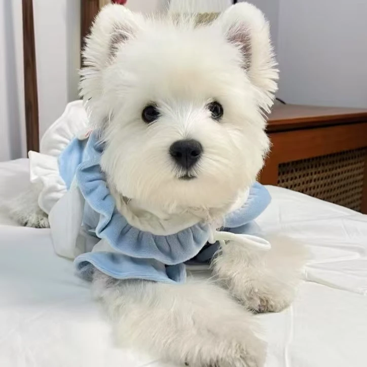 【东宇甄选（小萌宝）】西高地约克夏美卡马尔泰可卡布泰迪活体狗狗