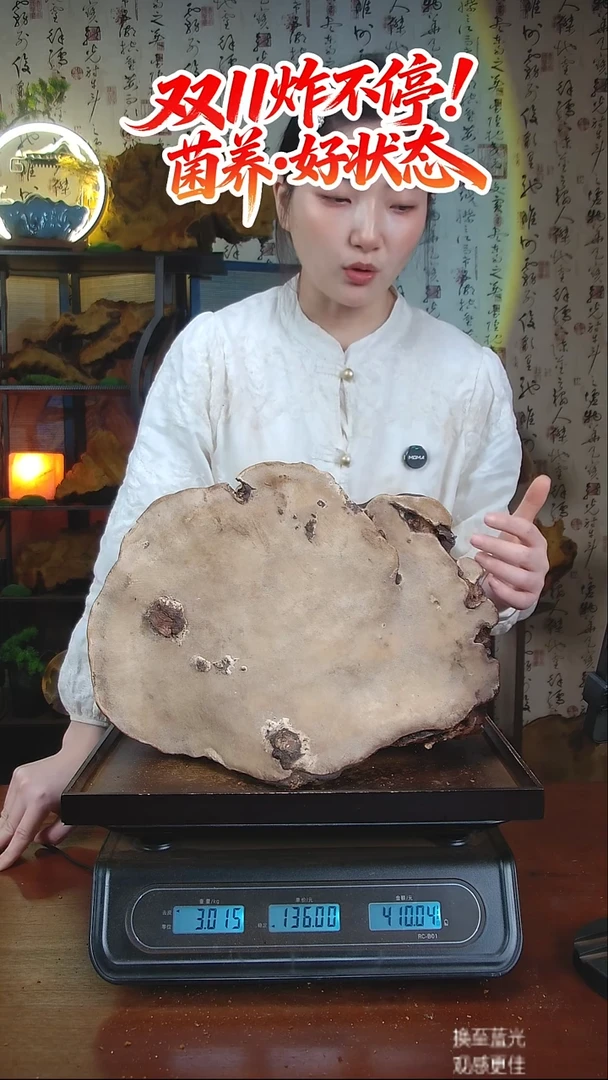 红缘拟层孔菌中国大陆【藏区 野生】红缘树舌（6.05斤）70-80年份
