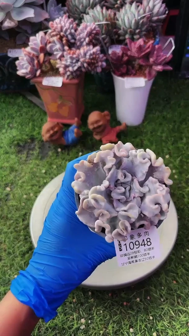 昆明印象多肉10948