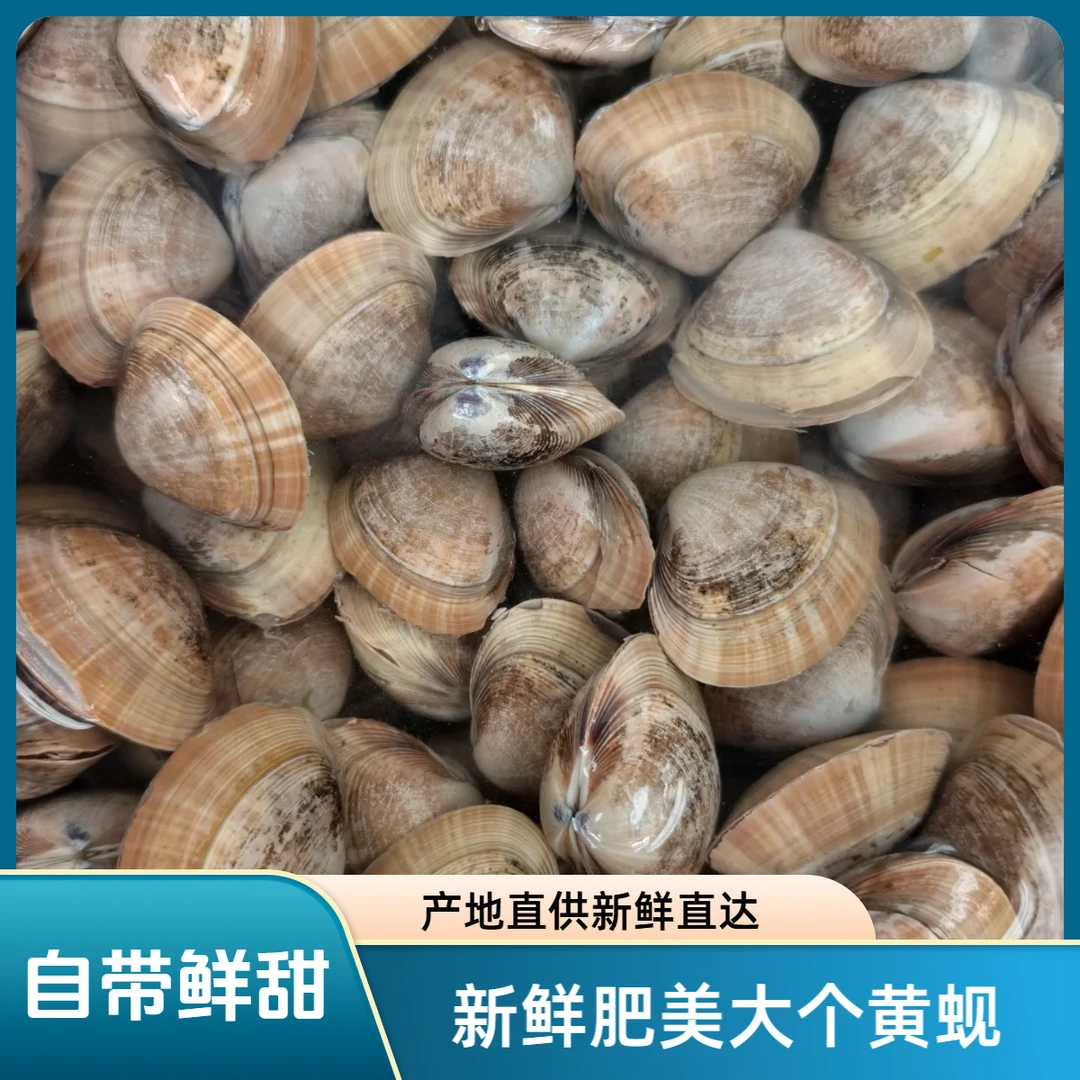 丹东东港本地大黄蚬子嘎嘎肥  保鲜保肥 （90%吐沙率）