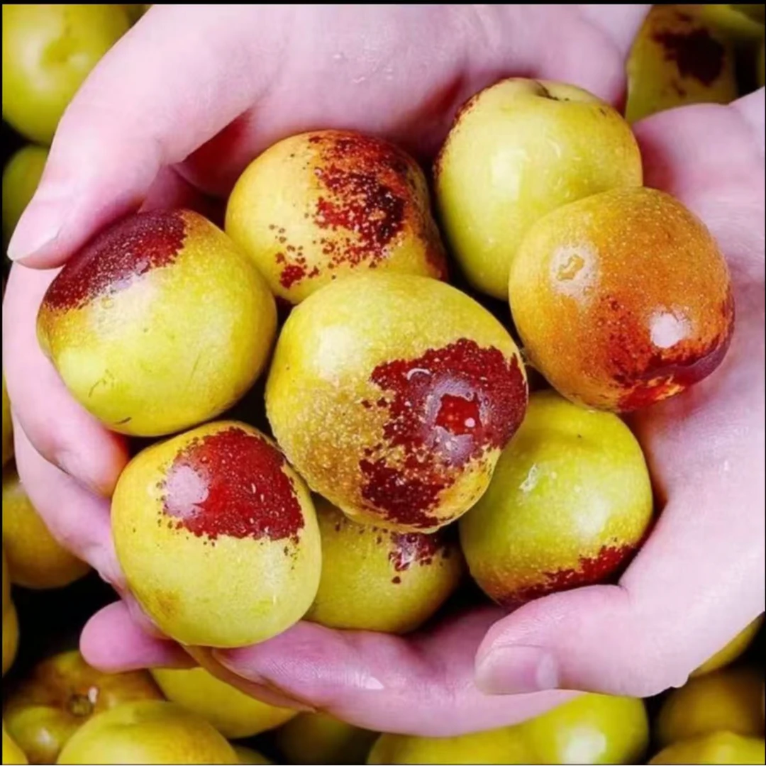 沾化冬枣苗冰糖冬枣脆甜无渣南方北方种植庭院枣淜甾抻蛐树果树