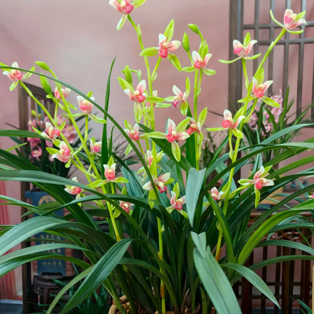 兰花建兰铭品【峨眉曙光5-8支花】高端紫砂花盆浓香好养