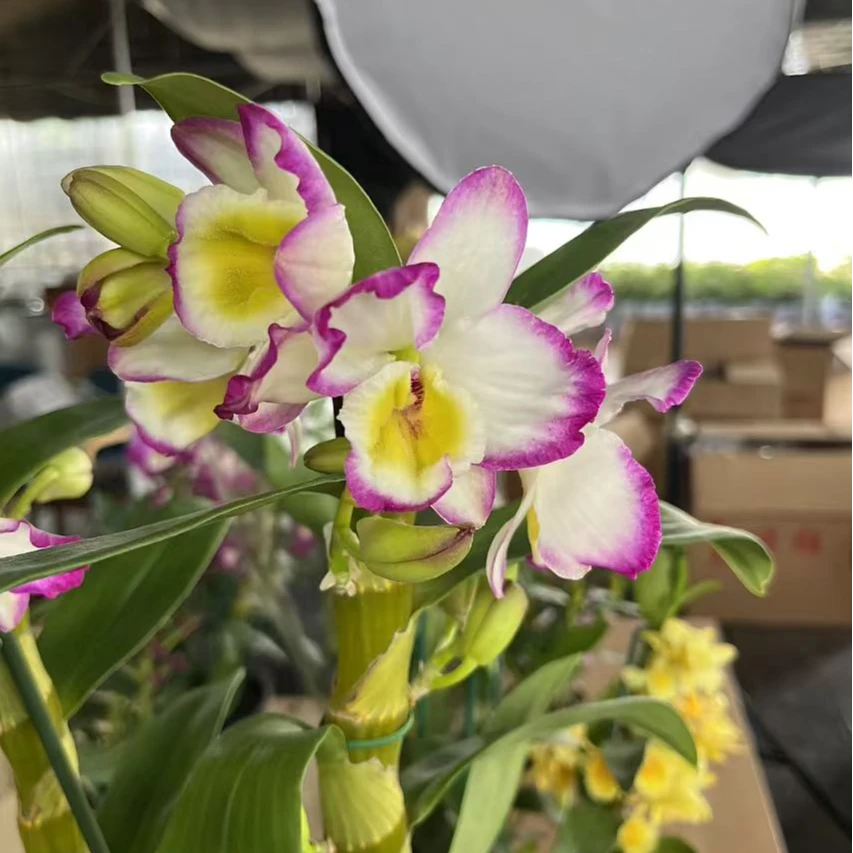 春石斛   （梦幻国王）清新淡雅 基地直发 四花条