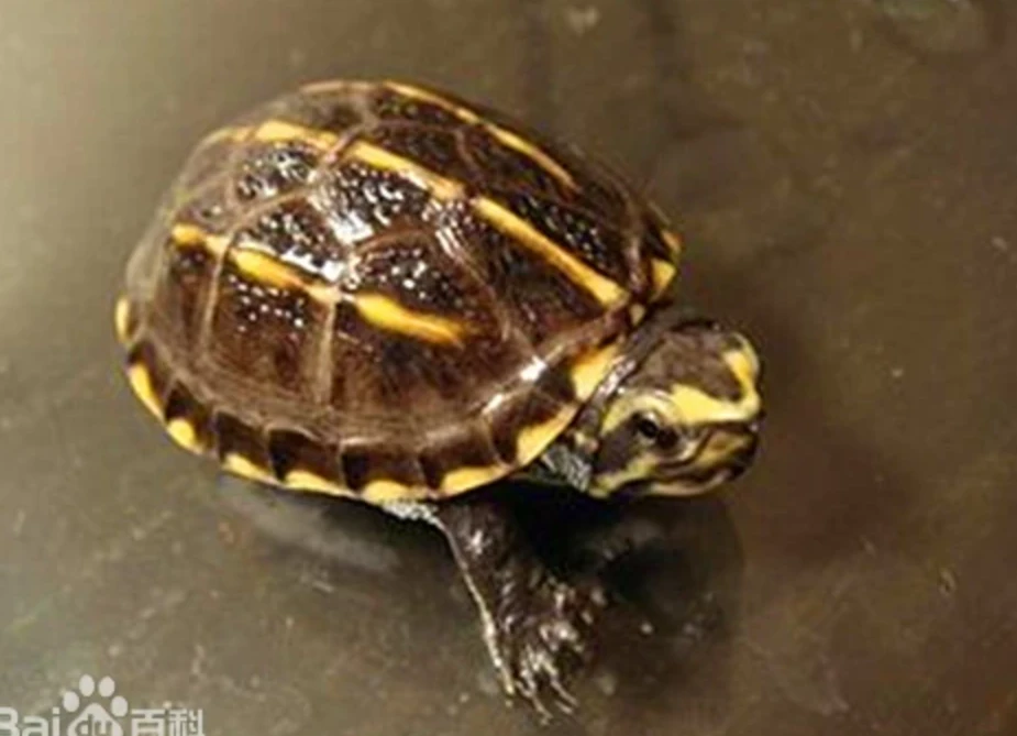 蛋龟蛋龟补小差额