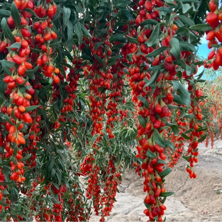 高原农户自产源头直发纯天然红枸杞无硫磺无亚钠中果无亚钠泡酒