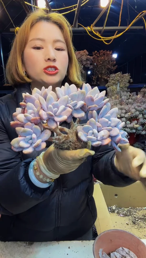 粉兔小树一物一拍脱土包邮
