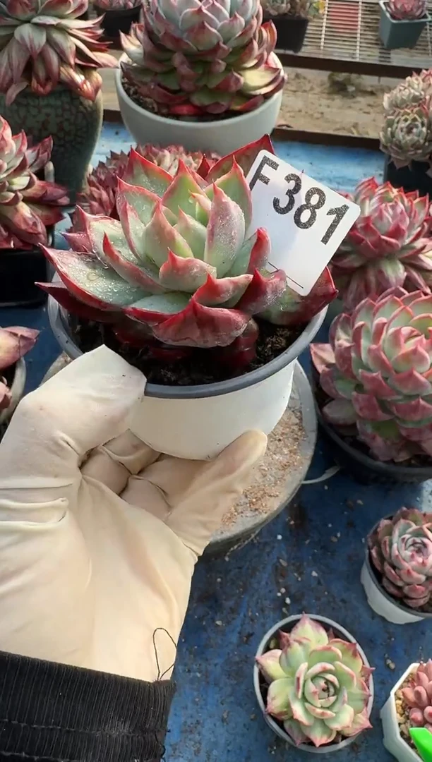 F381惊鸿仙子（裸根发货）