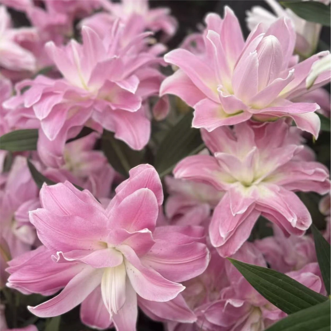 1颗莲花雅致百合树重瓣香水百合荷兰进口