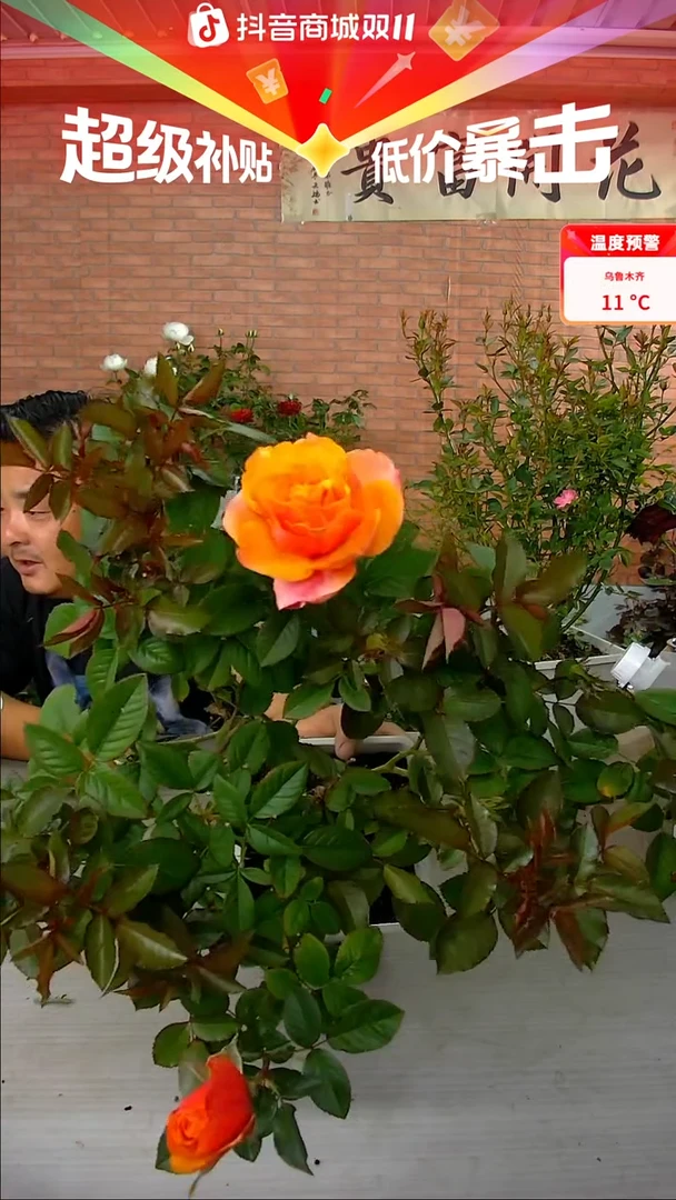 当前无花朵，栽培后可花朵爱帕索