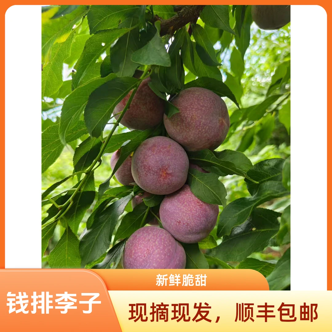 【顺丰】正宗钱排三华李新鲜现摘广东酸脆红心李子当季水果净重5斤