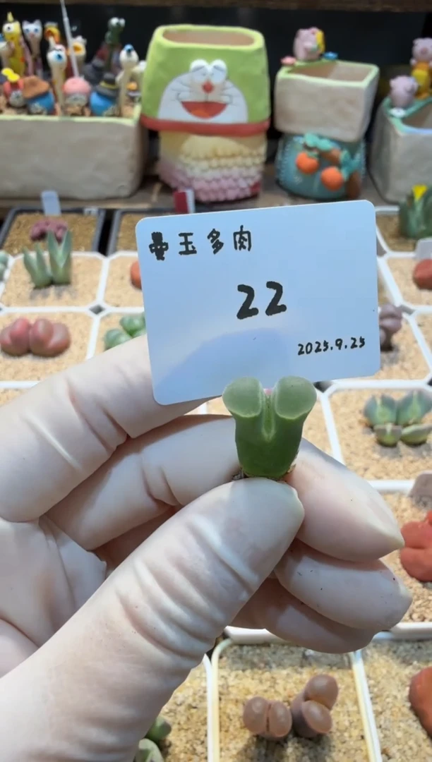 滴****嘭25.9.25-22多肉