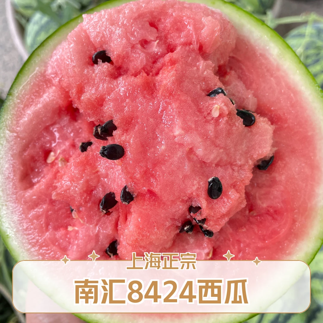 上海南汇正宗8424西瓜【5-14斤装】新鲜西瓜同城配上海市