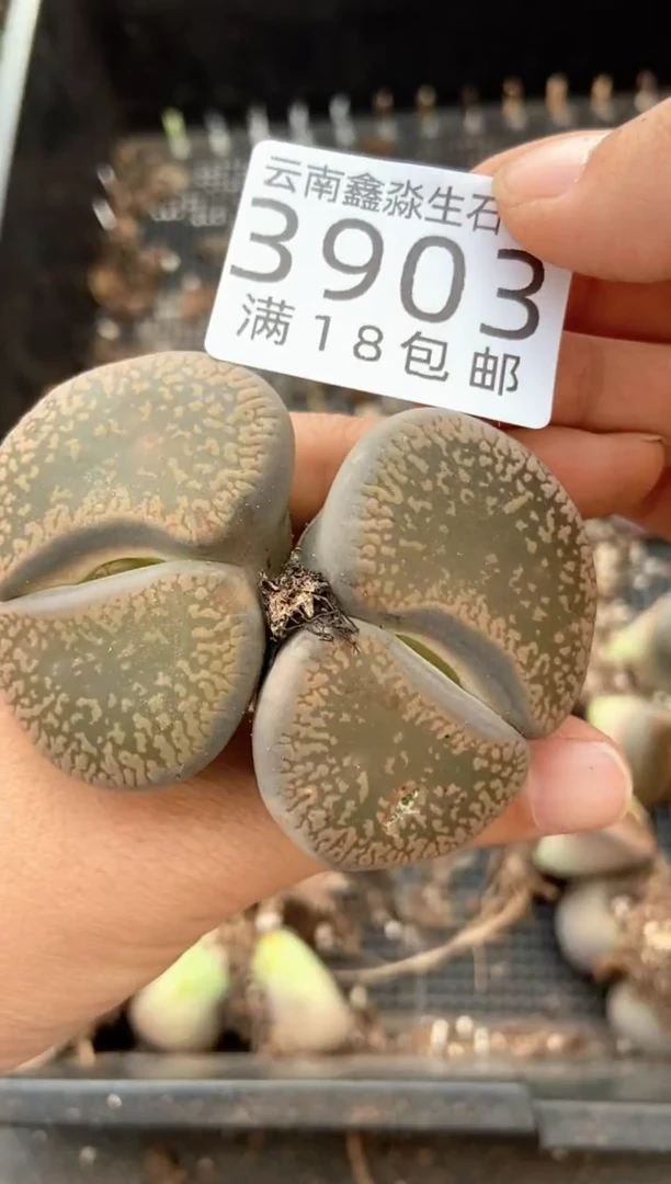 3903特价日轮玉有疤瑕疵发货1颗