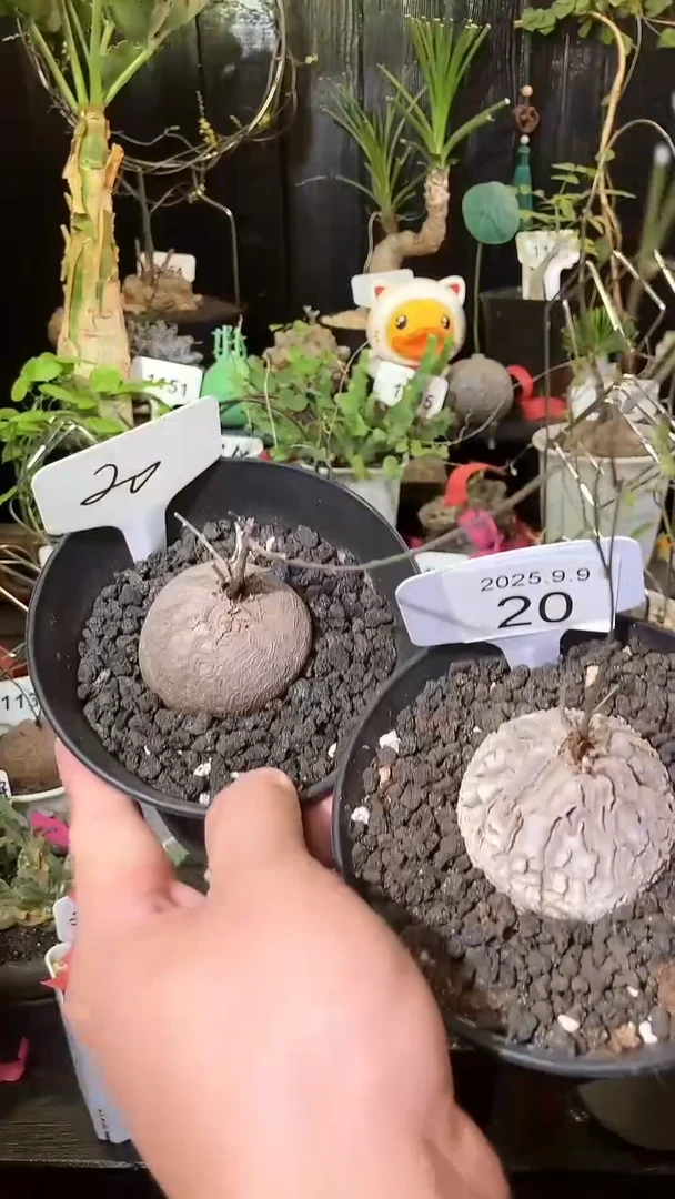 20号909福利南非龟甲龙买1个送1个