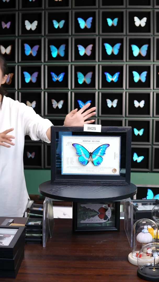蝴蝶标本摆件竞拍光明女神闪蝶标本H425