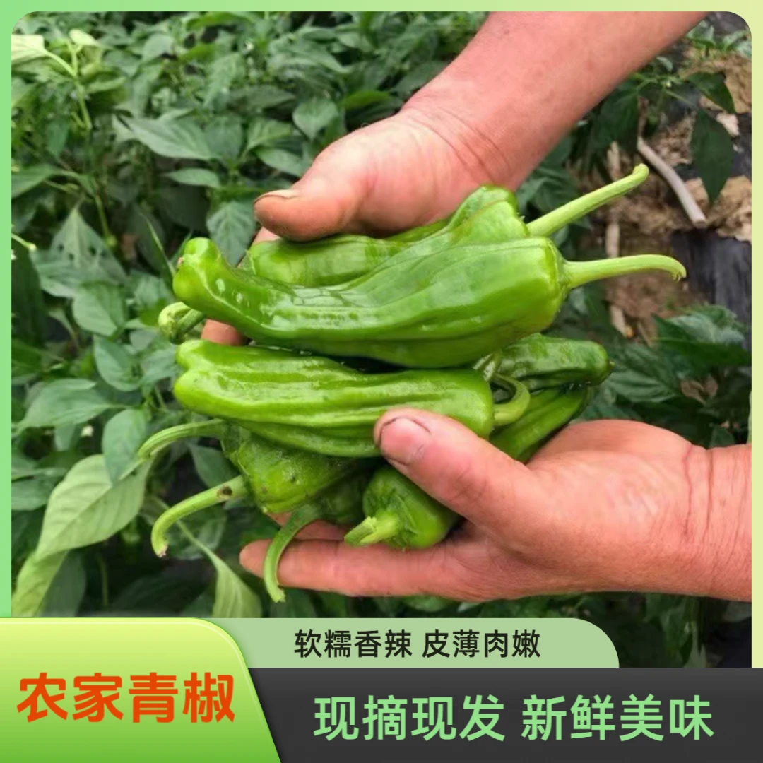 【顺丰包邮随州露天辣椒茄子】青椒微辣现摘现发当季农家种植青辣椒