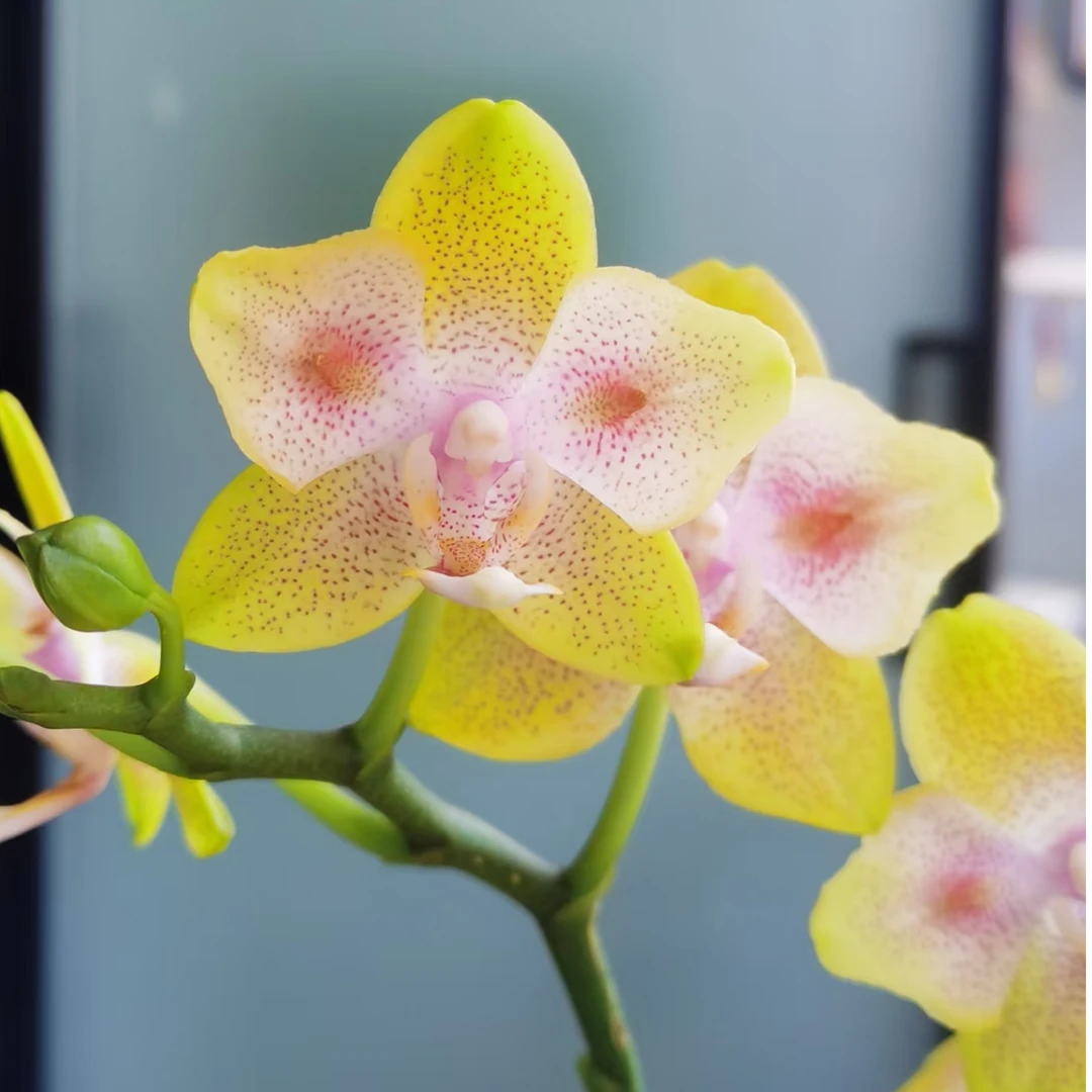 【精品特挑】海绵宝宝蝴蝶兰苗2花剑 盆栽鲜花绿植客厅摆件